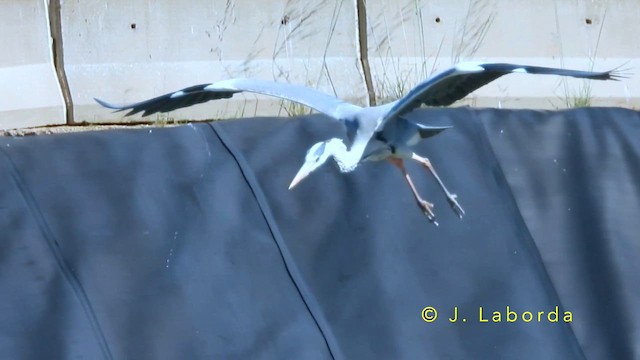 Хөх дэглий - ML643779853