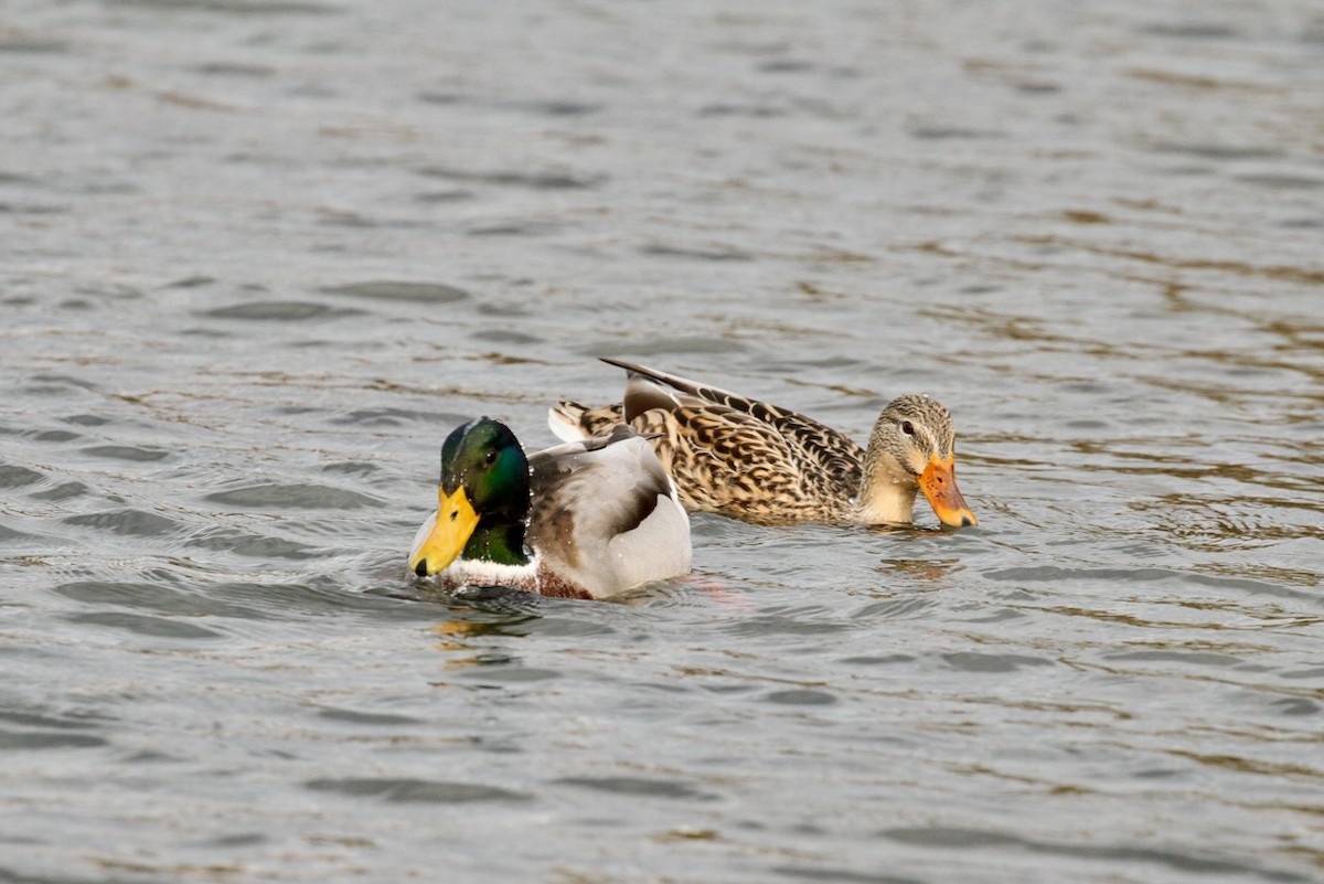 Mallard - ML643779854