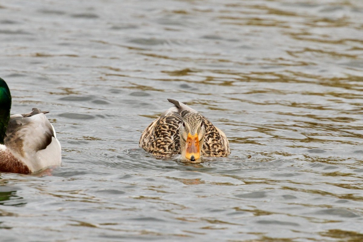 Mallard - ML643779855