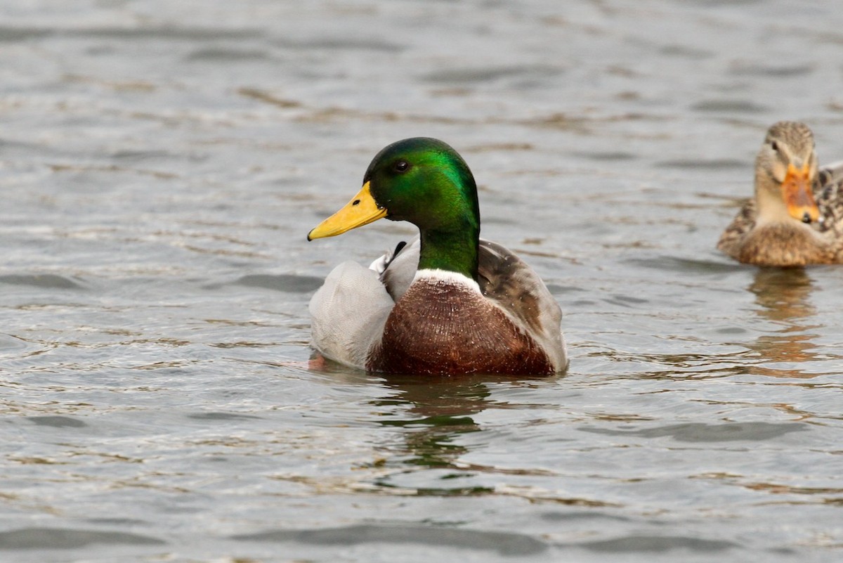 Mallard - ML643779856