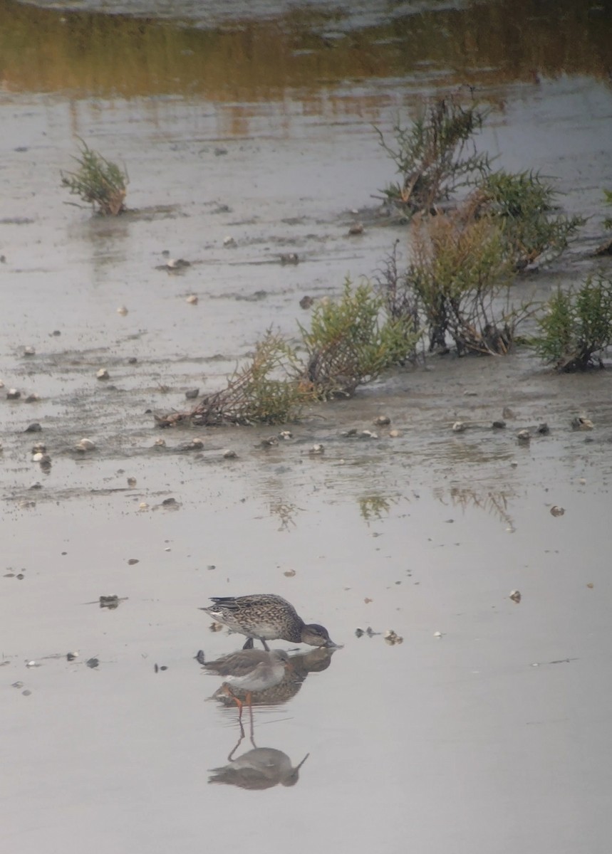Common Redshank - ML643779865