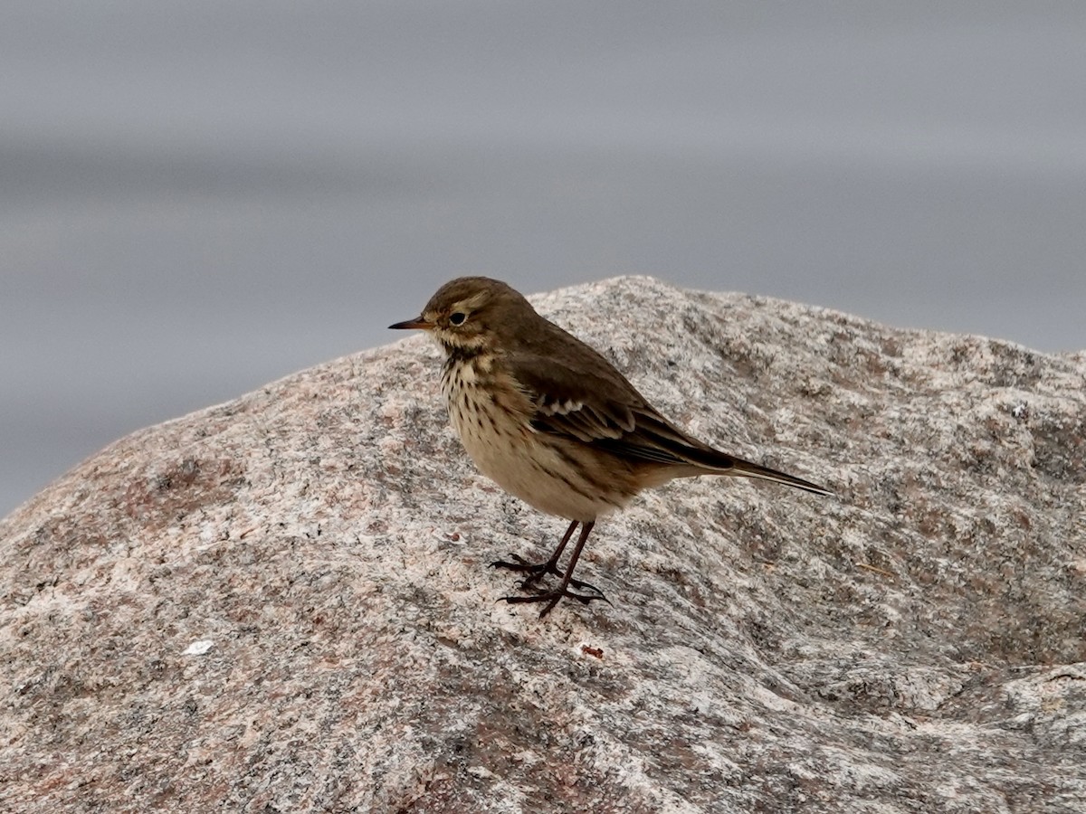 American Pipit - ML643779868