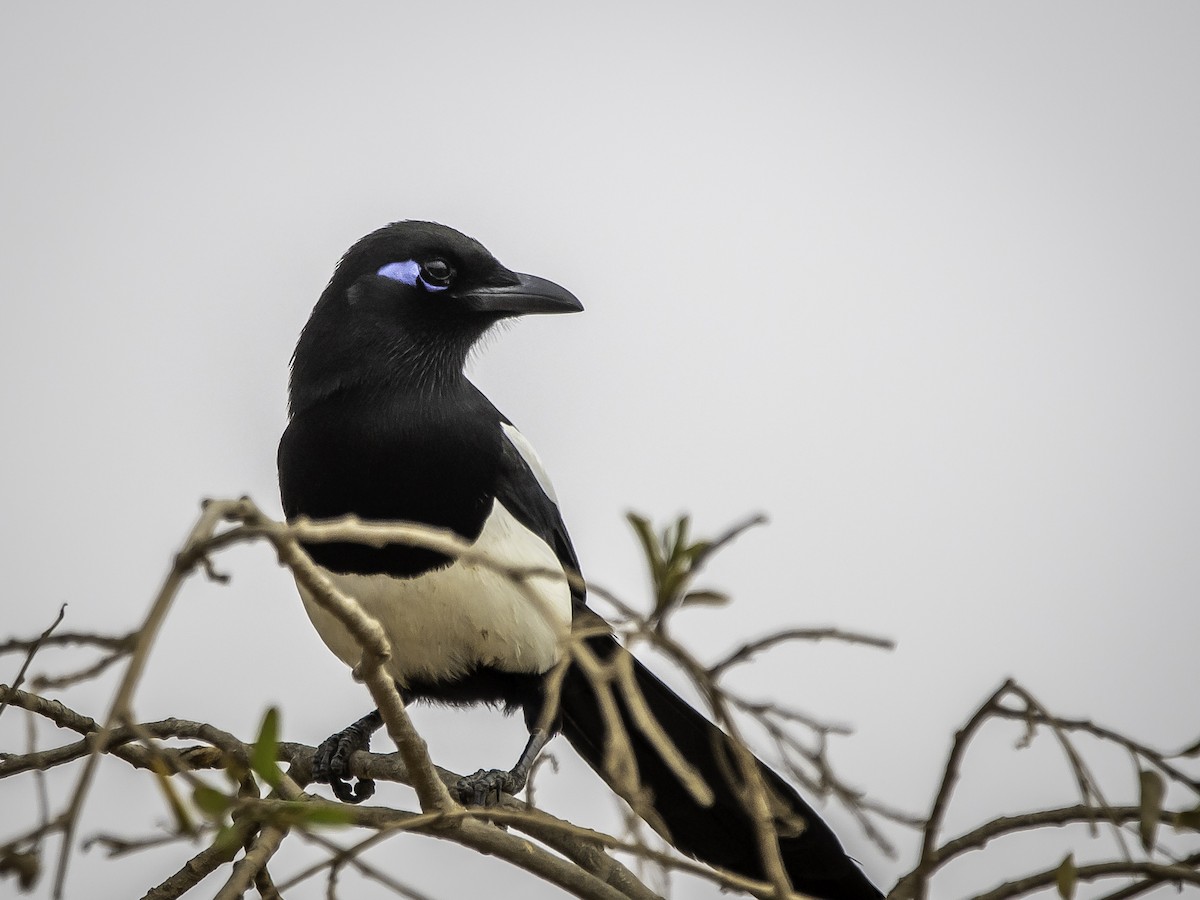 マグレブカササギ - ML643779876