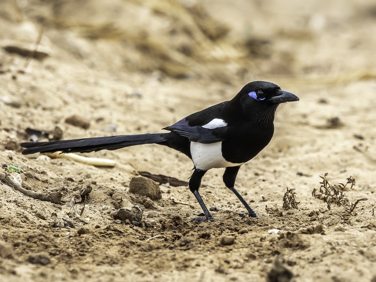 マグレブカササギ - ML643779878