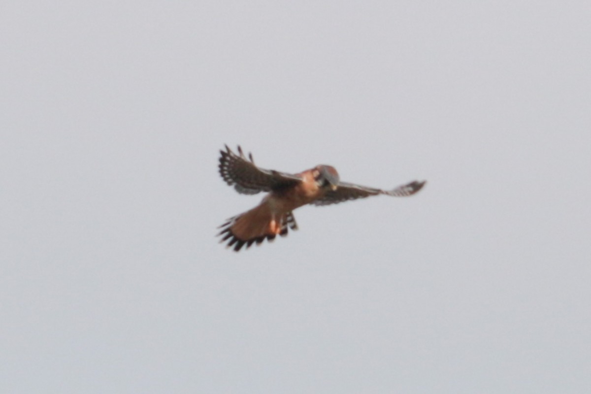 American Kestrel - ML643779885