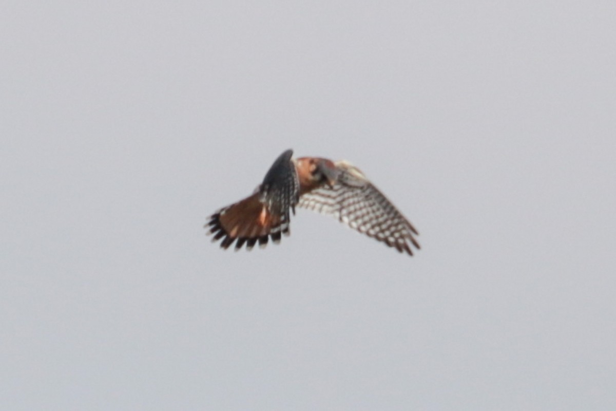 American Kestrel - ML643779886