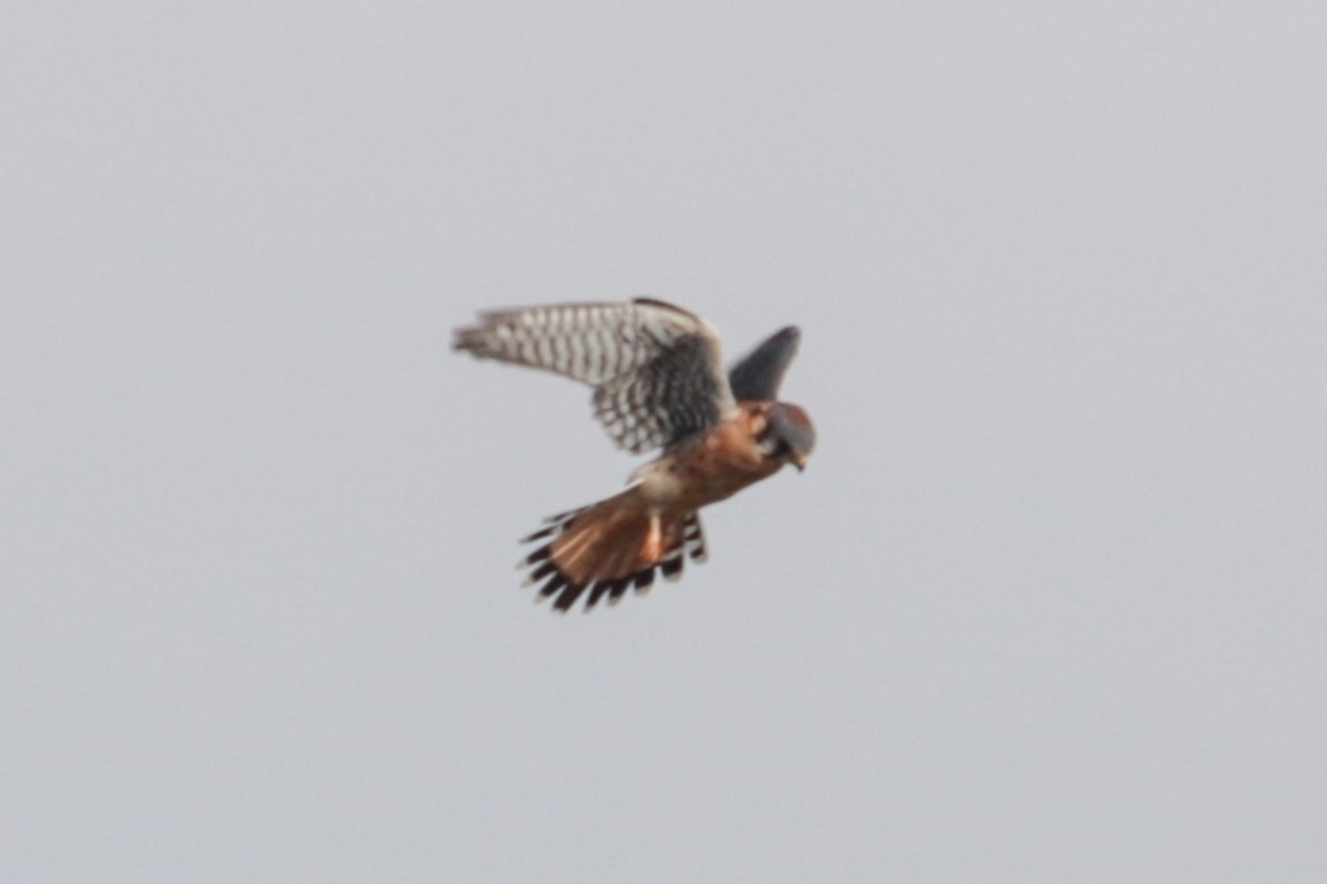 American Kestrel - ML643779887