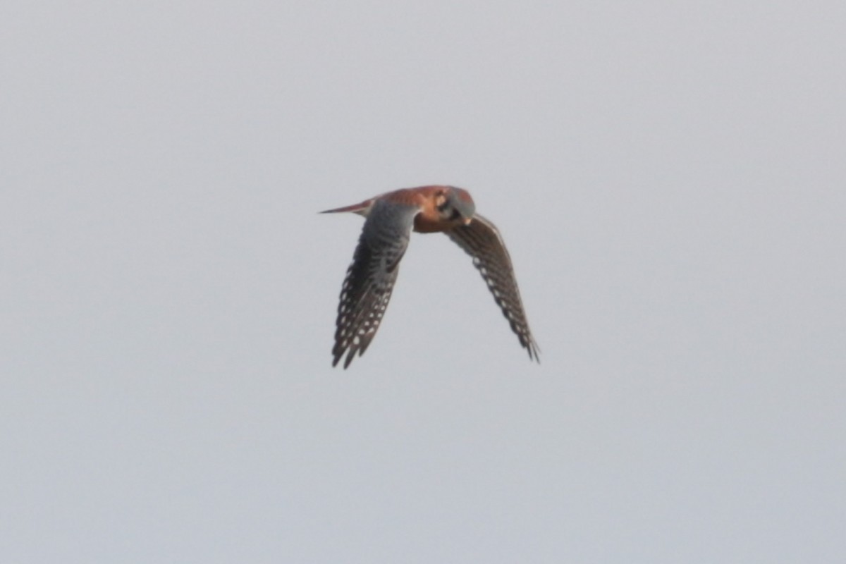 American Kestrel - ML643779888