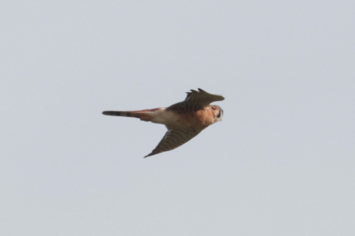 American Kestrel - ML643779889