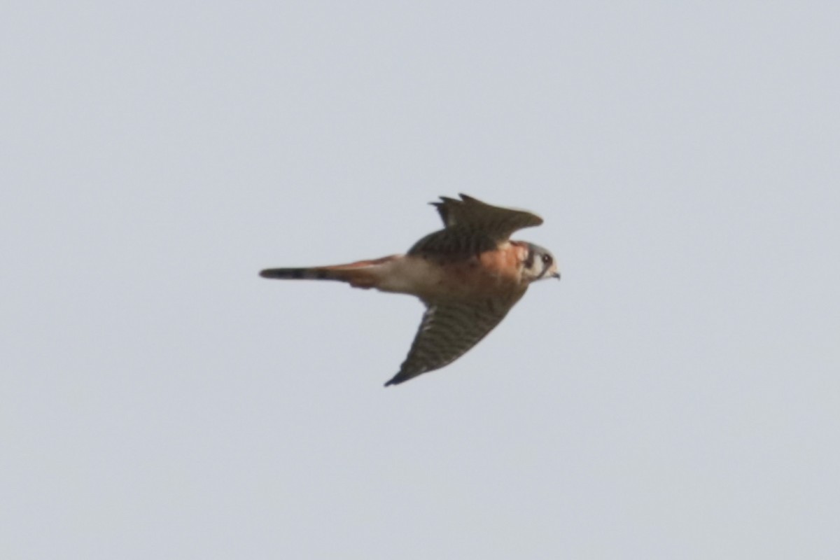 American Kestrel - ML643779890