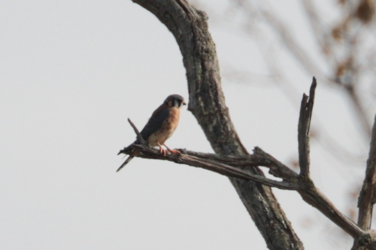 American Kestrel - ML643779891