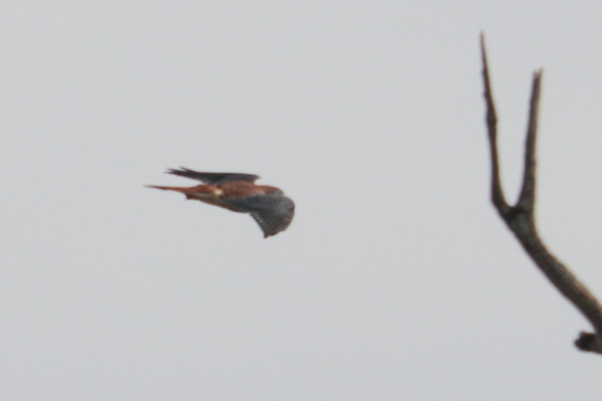 American Kestrel - ML643779892
