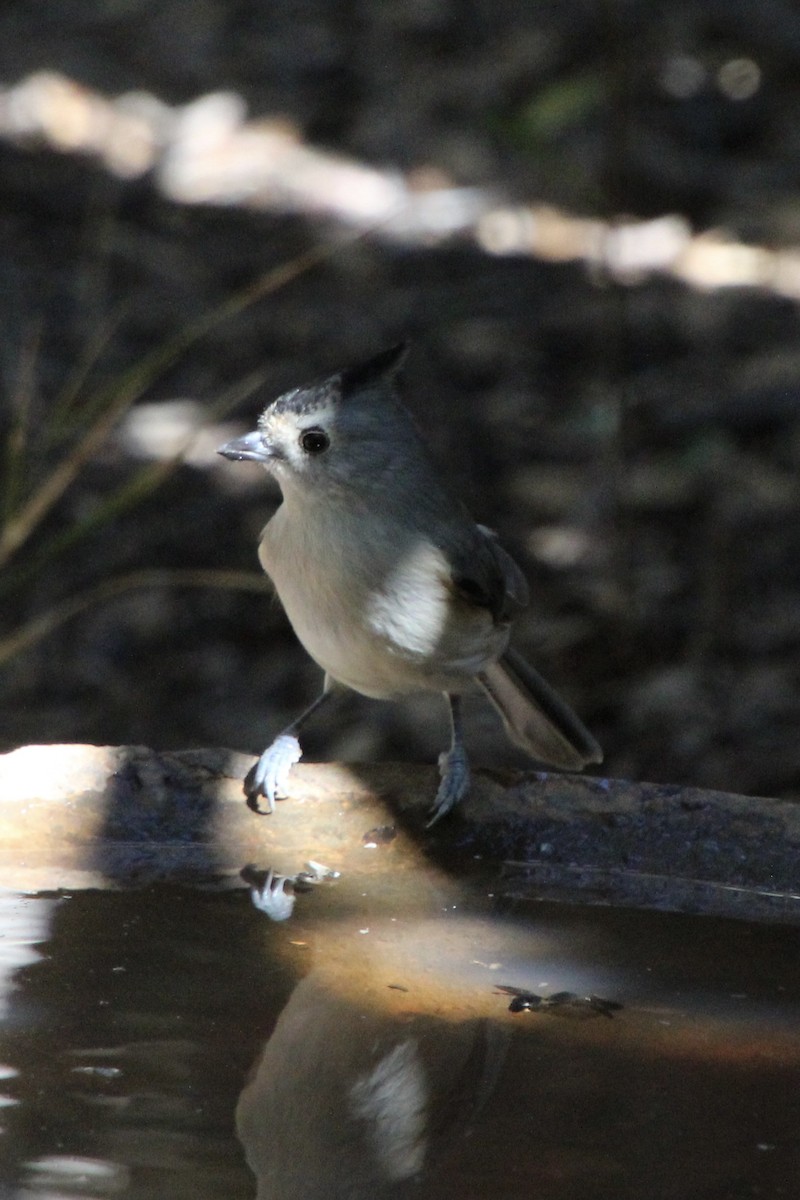 Black-crested Titmouse - ML643779896