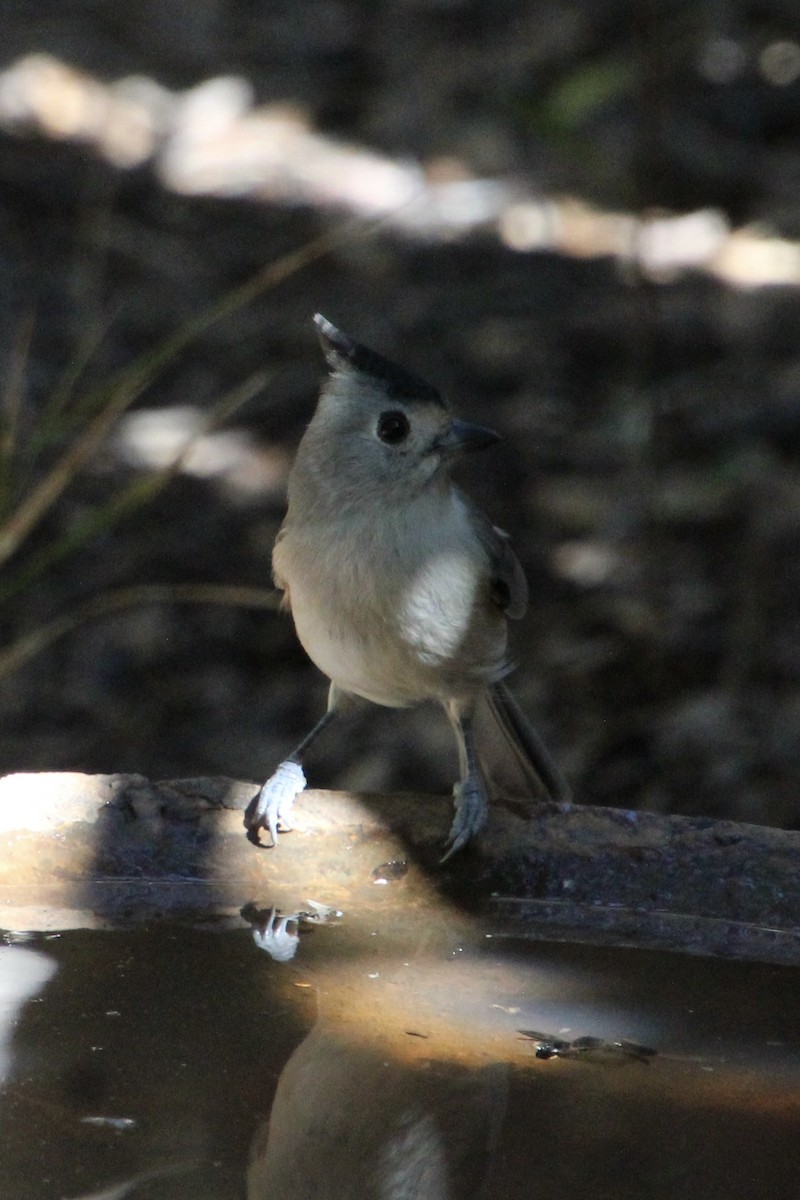 Black-crested Titmouse - ML643779897