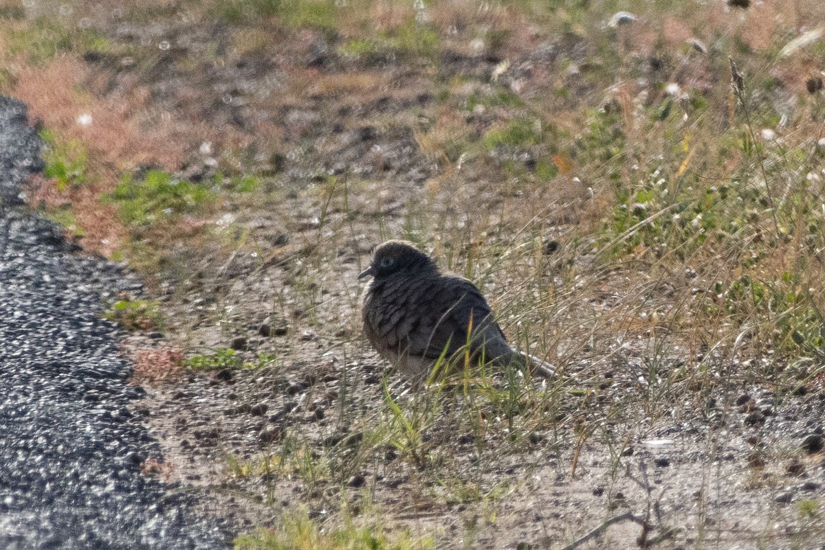 billabongdue - ML643779912