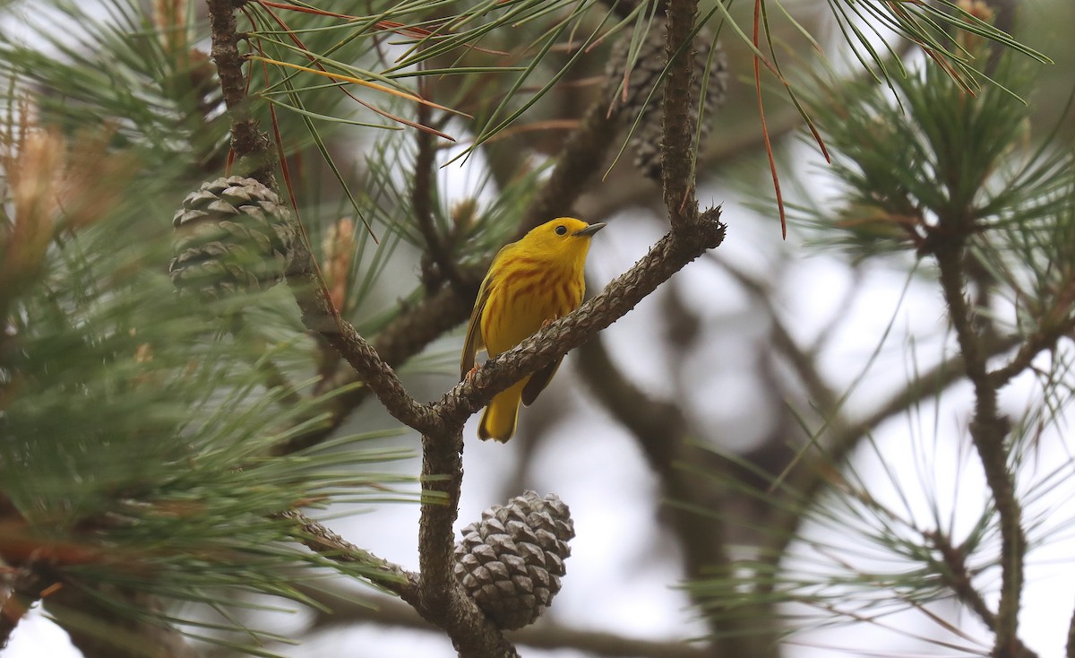 Yellow Warbler (Northern) - ML643779937