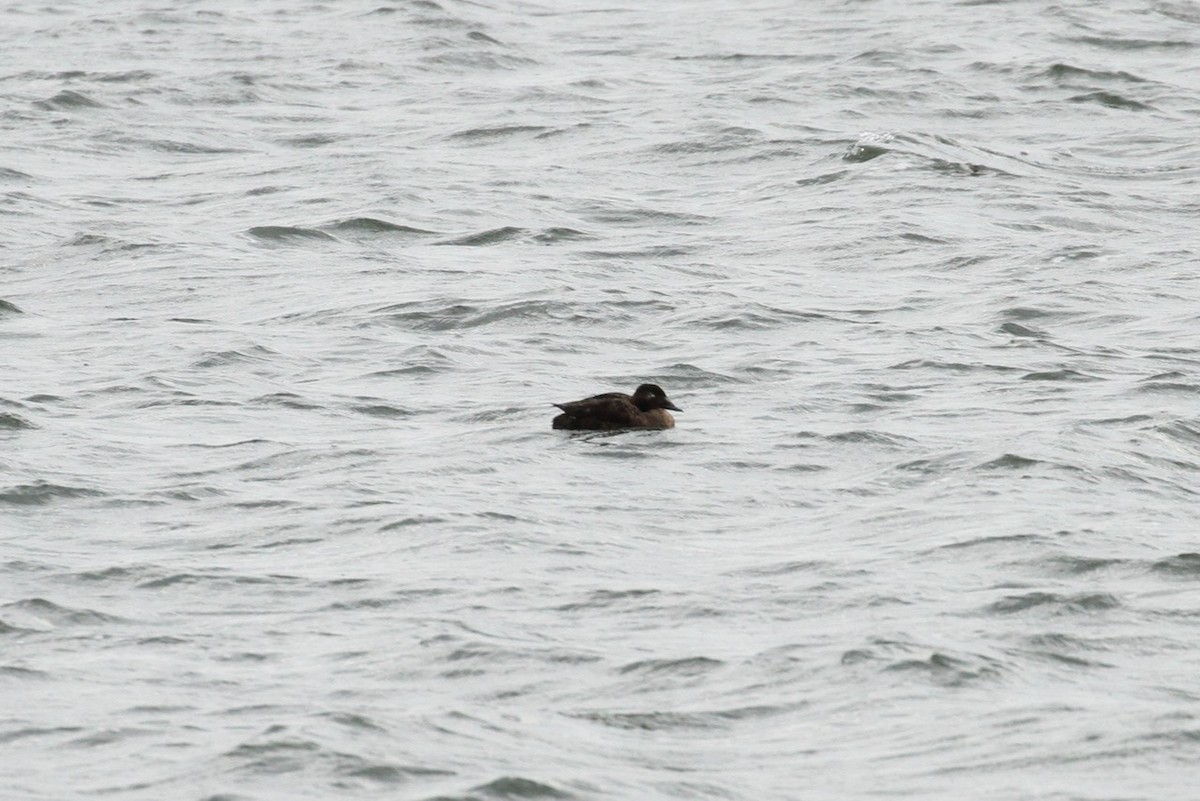 White-winged Scoter - ML643779943