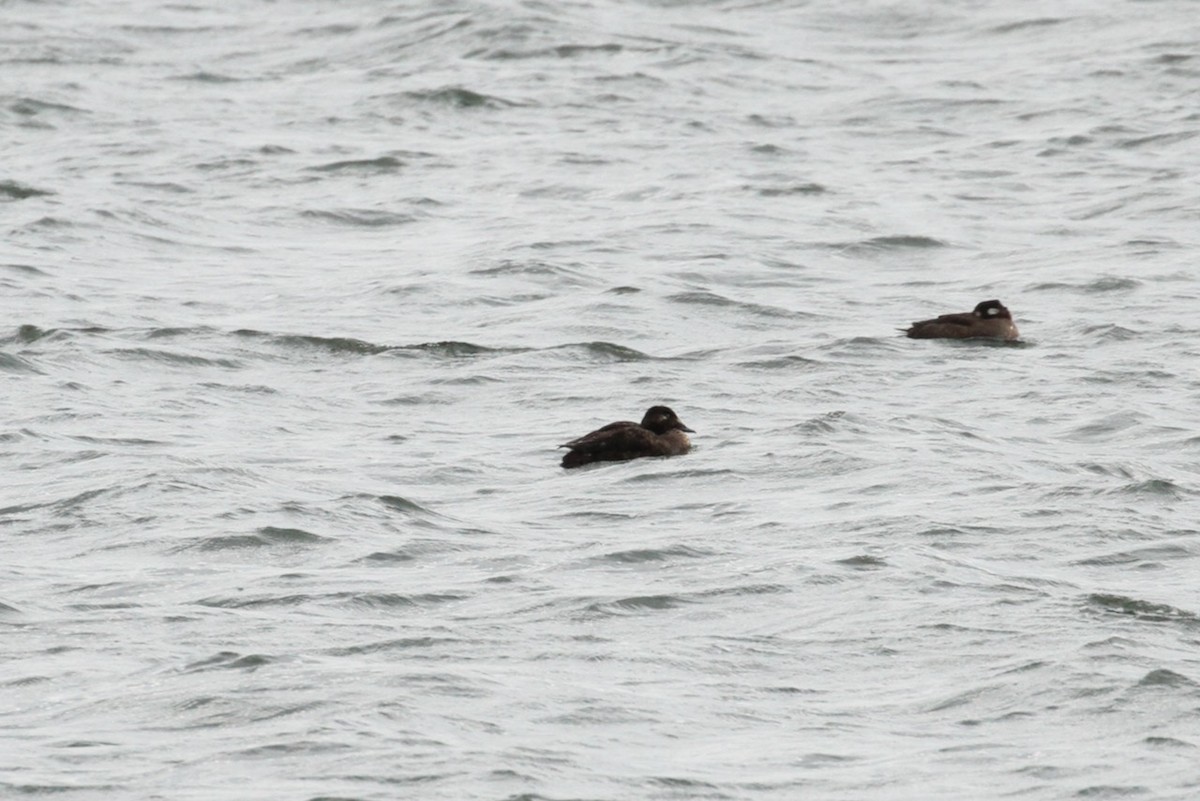 White-winged Scoter - ML643779944