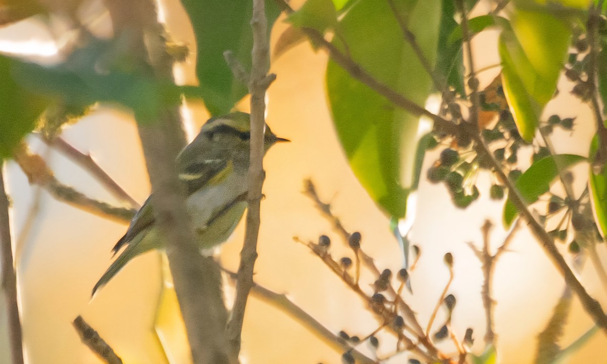 Pallas's Leaf Warbler - ML643779947