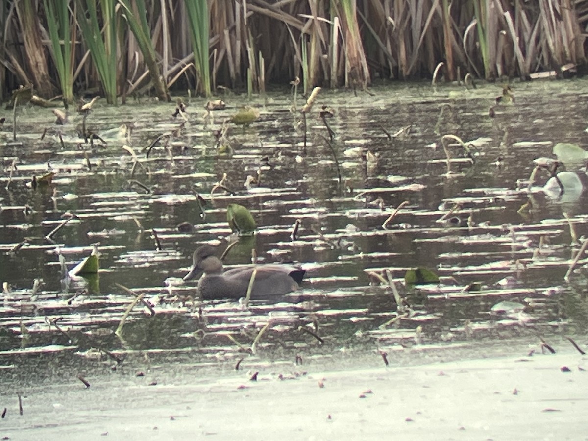 Gadwall - ML643779949