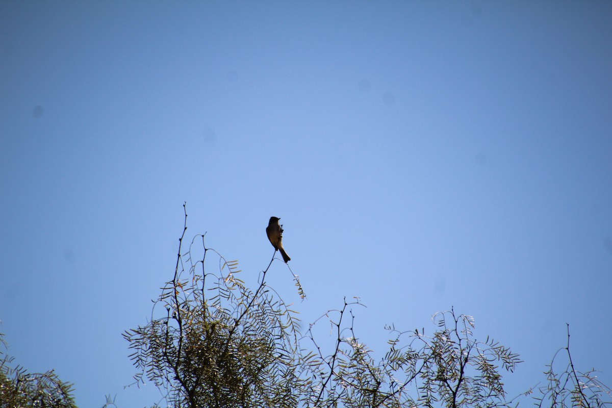 Eastern Phoebe - ML643779958
