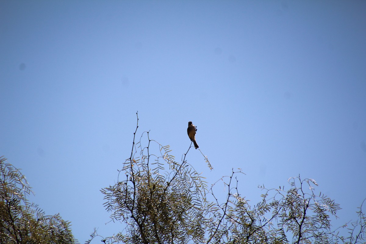 Eastern Phoebe - ML643779959