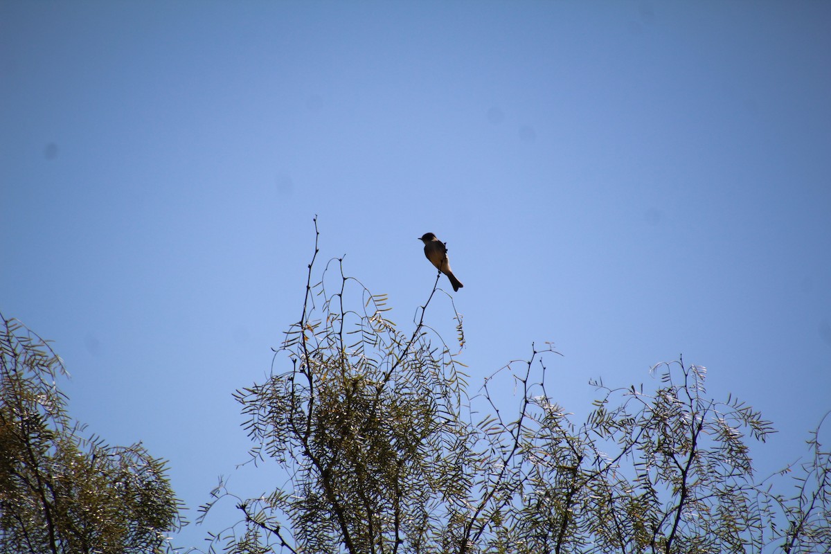 Eastern Phoebe - ML643779960