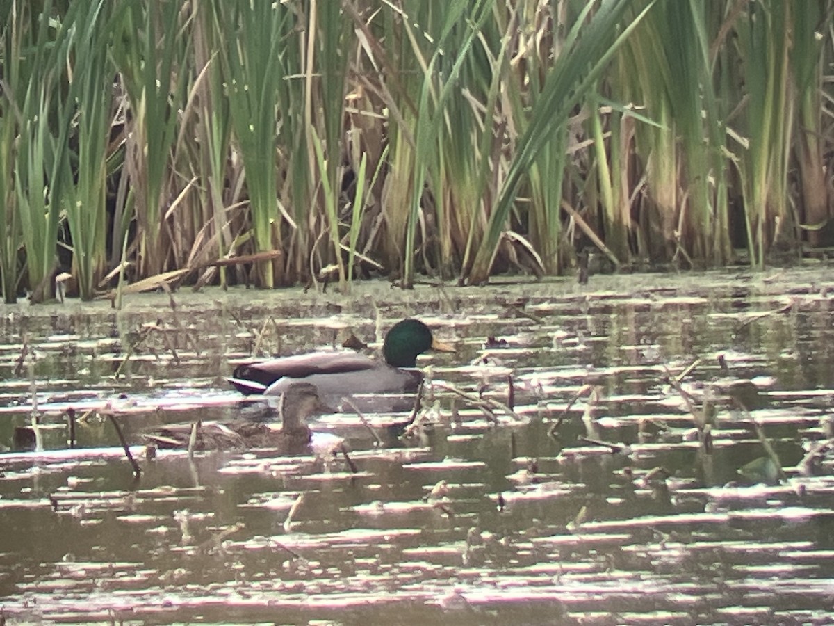 Mallard - ML643779969