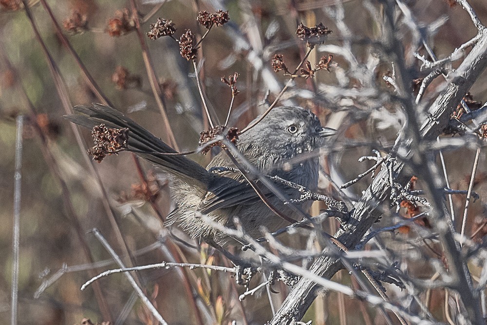 Wrentit - ML643779973