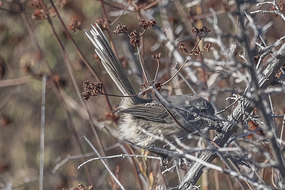 Wrentit - ML643779974