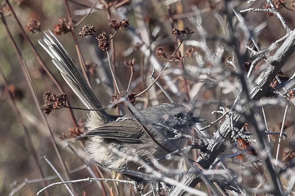 Wrentit - ML643779975