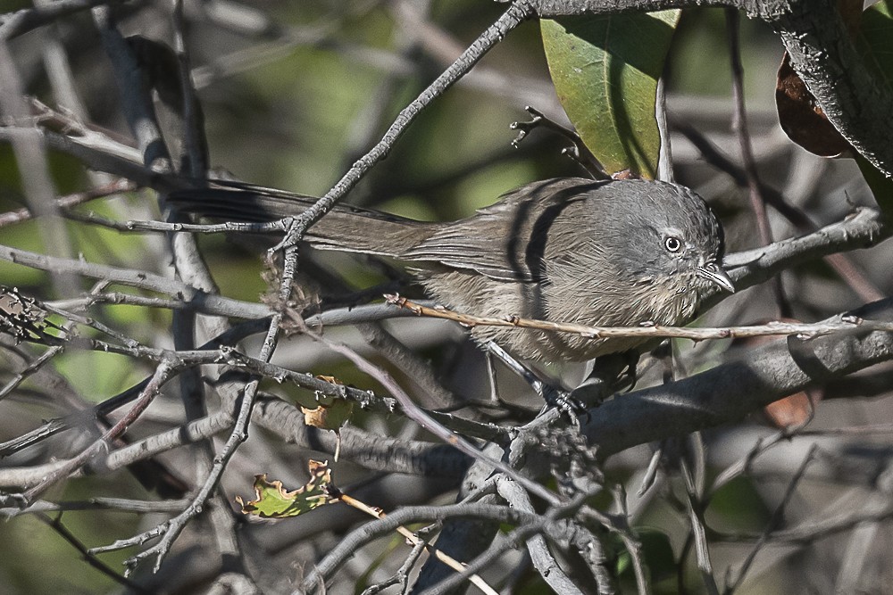 Wrentit - ML643779976