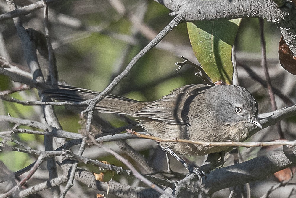 Wrentit - ML643779978