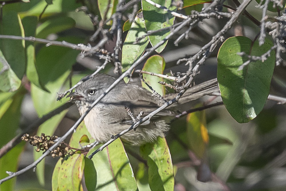 Wrentit - ML643779980