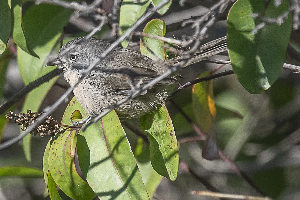 Wrentit - ML643779981