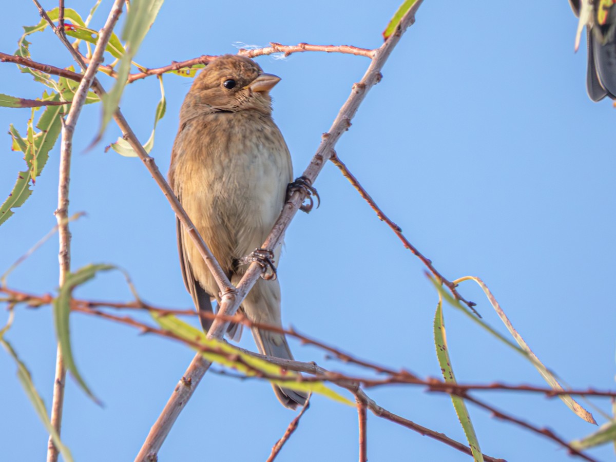 Indigo Bunting - ML643779983
