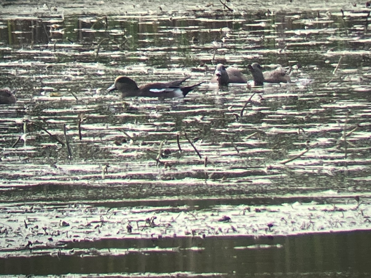 American Wigeon - ML643779989