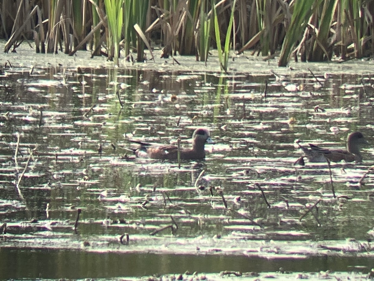 American Wigeon - ML643779990