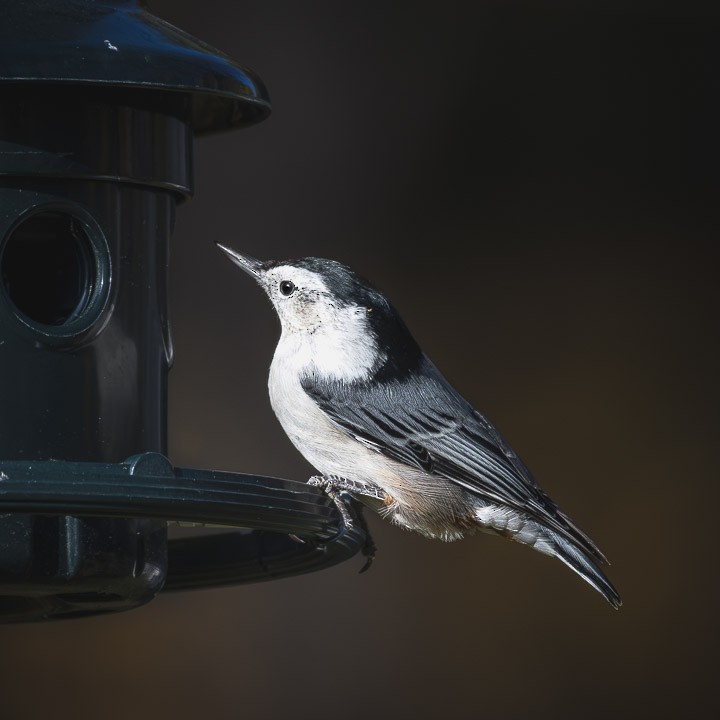 White-breasted Nuthatch - ML643779992