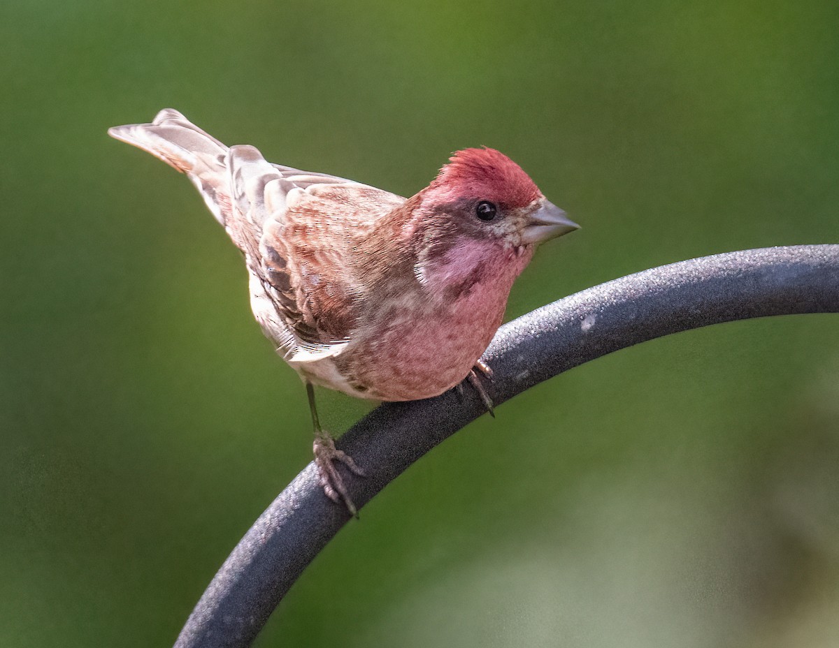 Purple Finch - ML643779998