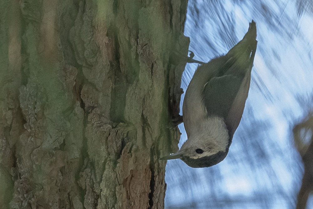 White-breasted Nuthatch - ML643779999