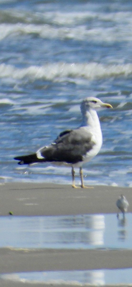 Lesser Black-backed Gull - ML643780017