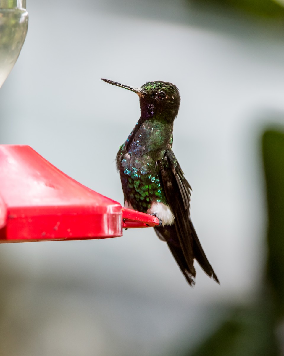 Glowing Puffleg - ML643780019