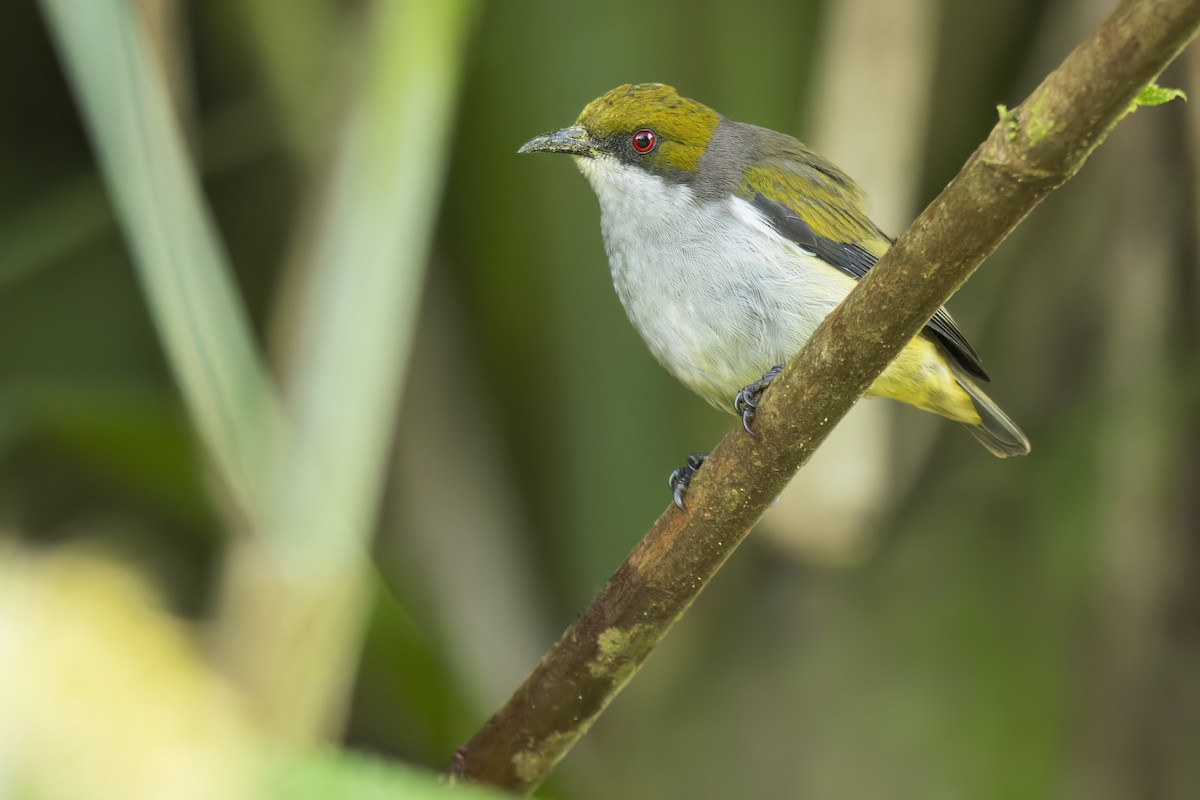 Olive-capped Flowerpecker - ML643780033