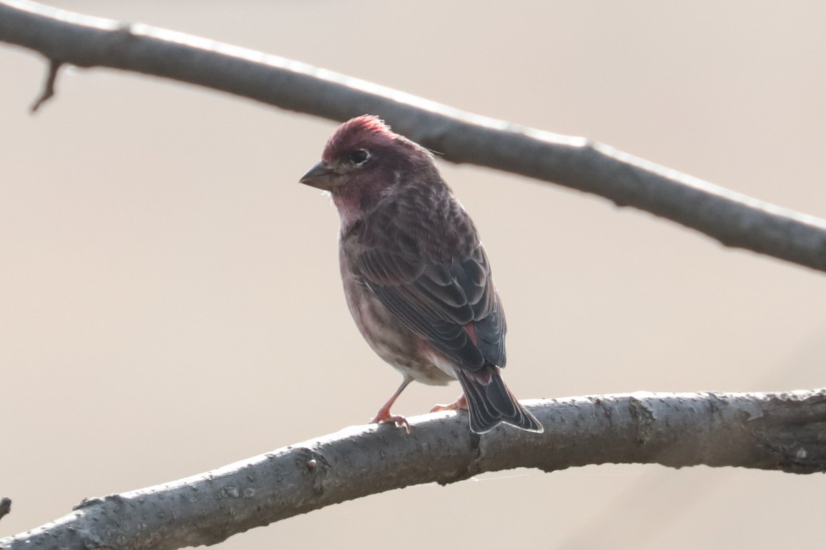 Purple Finch - ML643780039