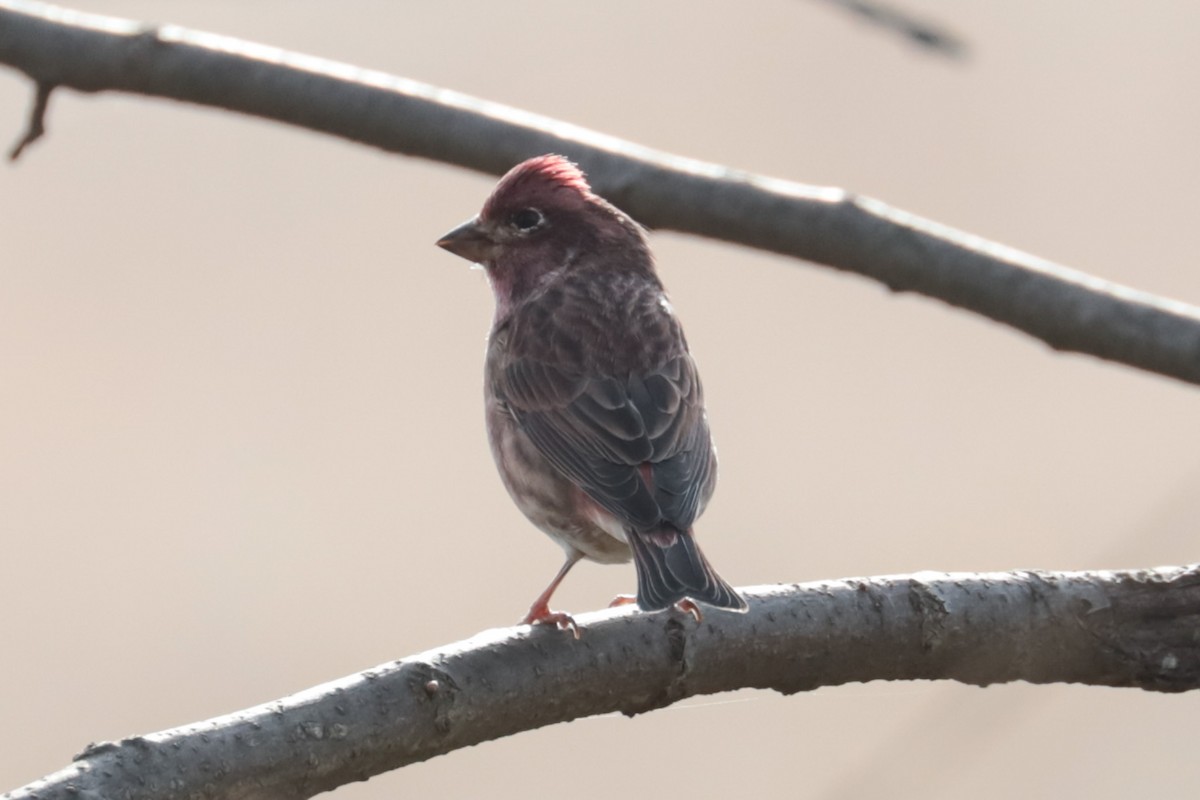 Purple Finch - ML643780040