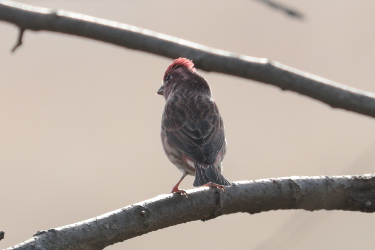 Purple Finch - ML643780041