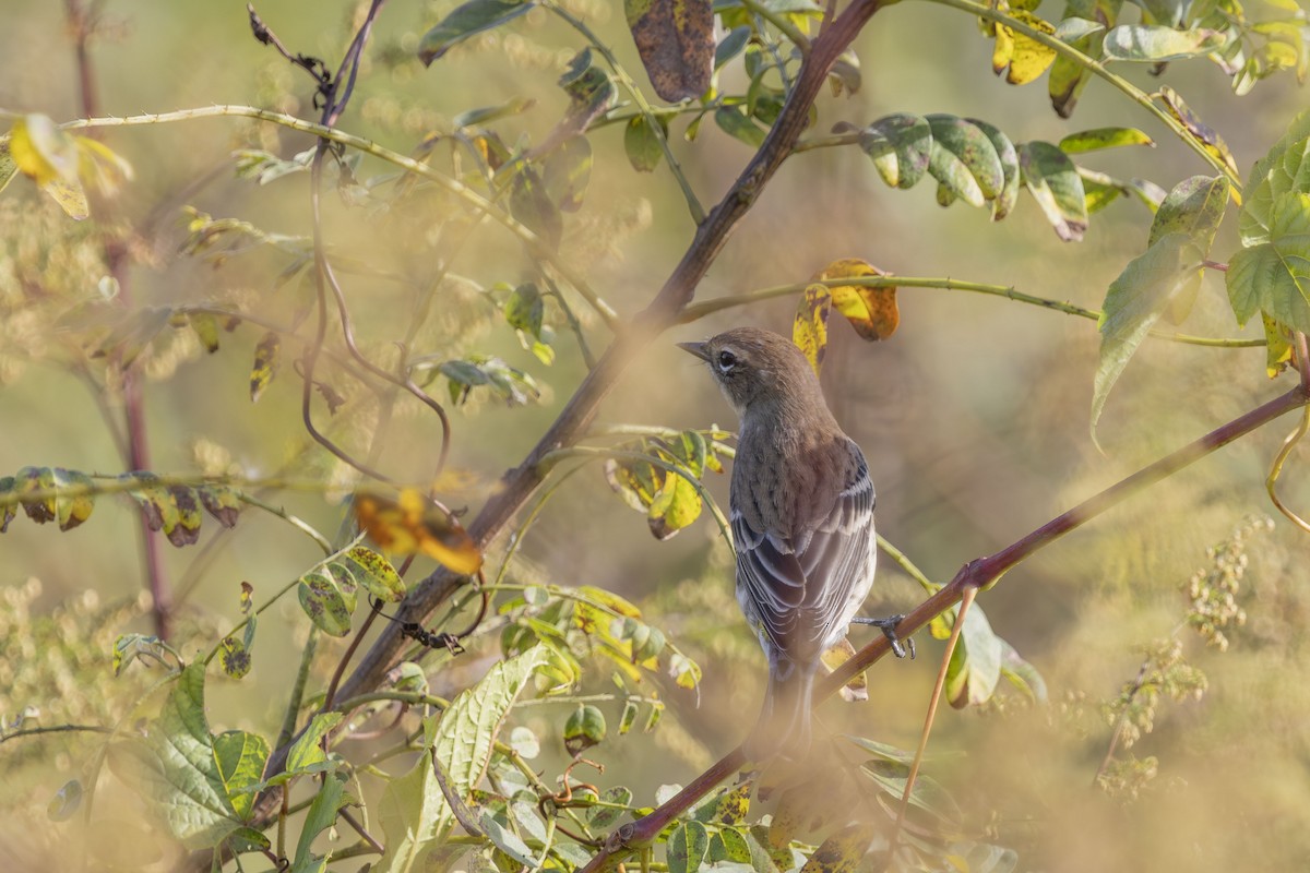 Yellow-rumped Warbler - ML643780049