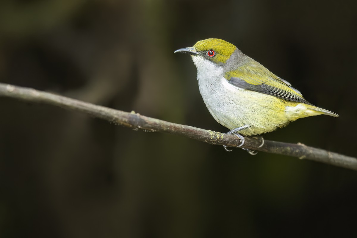 Olive-capped Flowerpecker - ML643780056