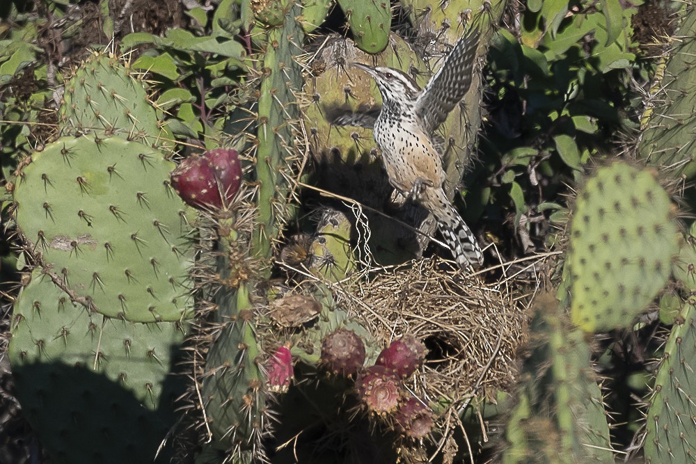 Cactus Wren - ML643780058